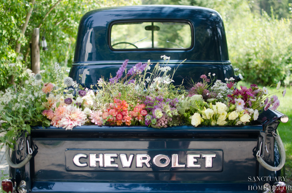 Flower Farm Visit-1952 Chevy Pickup