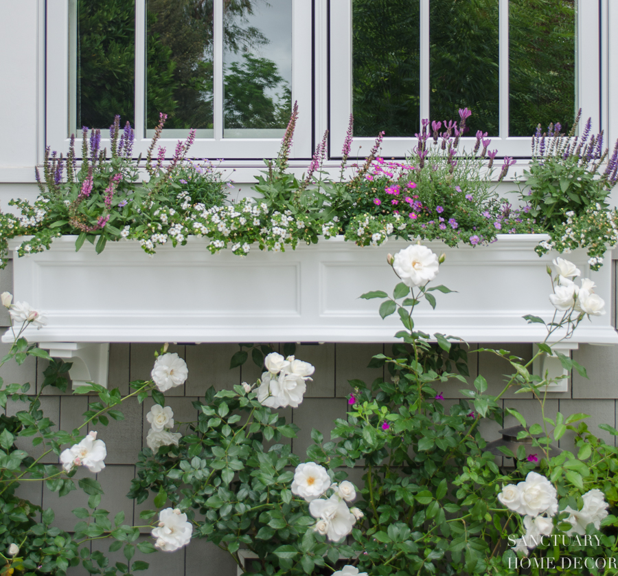 black shutters white window boxes