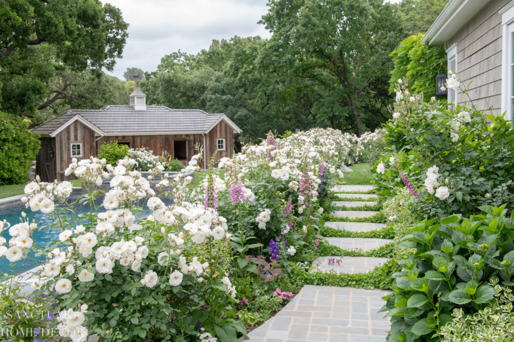 Garden Path-Foxglove-Delphinium-White Roses-Country Garden in Full Bloom