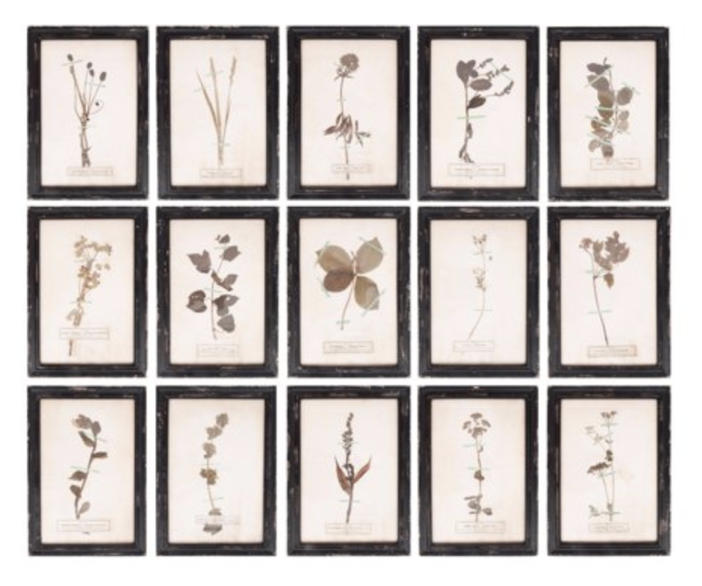 botanical gallery prints