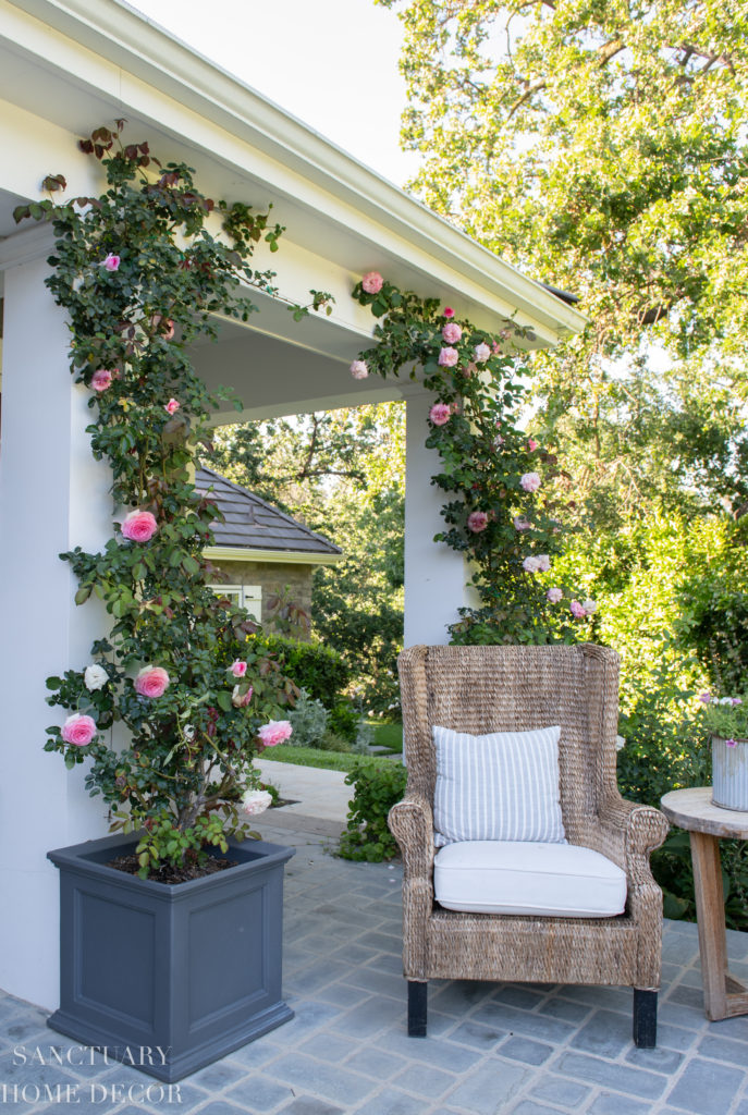 Climbing roses store in pots