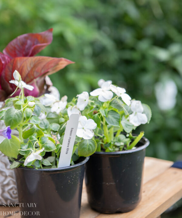 Outdoor Decorating with Potted Plants - Sanctuary Home Decor