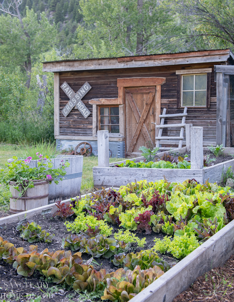 Tour Our Montana Vegetable Garden Sanctuary Home Decor